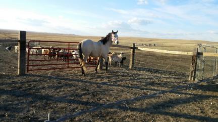 Buckskin's First Moments Here