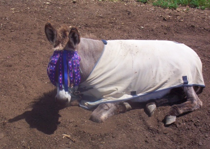 Abby Lounging In Her Flymask