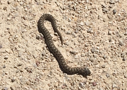 baby bull snake on Mickelson Trail 2016-06-06